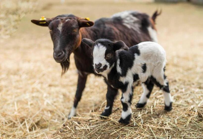 Отель Reiters Finest Family