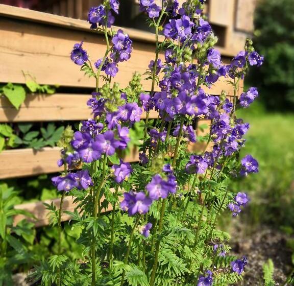 منتجع Cavendish Country Inn & Cottages