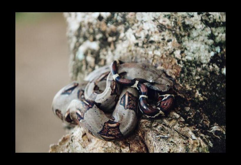 Hostel Tortuguero 7backpackers