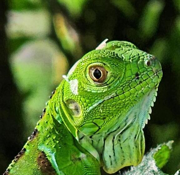 Hostel Tortuguero 7backpackers