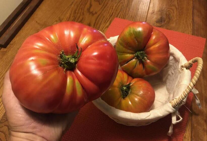 בית מלון כפרי Boutique Bc Wine Casablanca