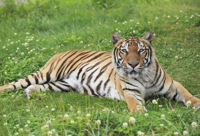 酒店 Monterey Himeji