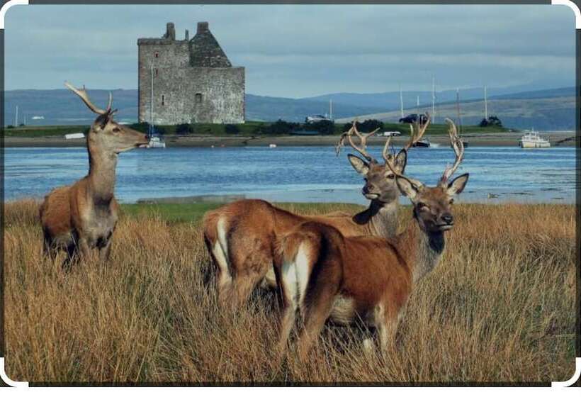 Sanda View Cottage Dog Friendly, Arran Scotland