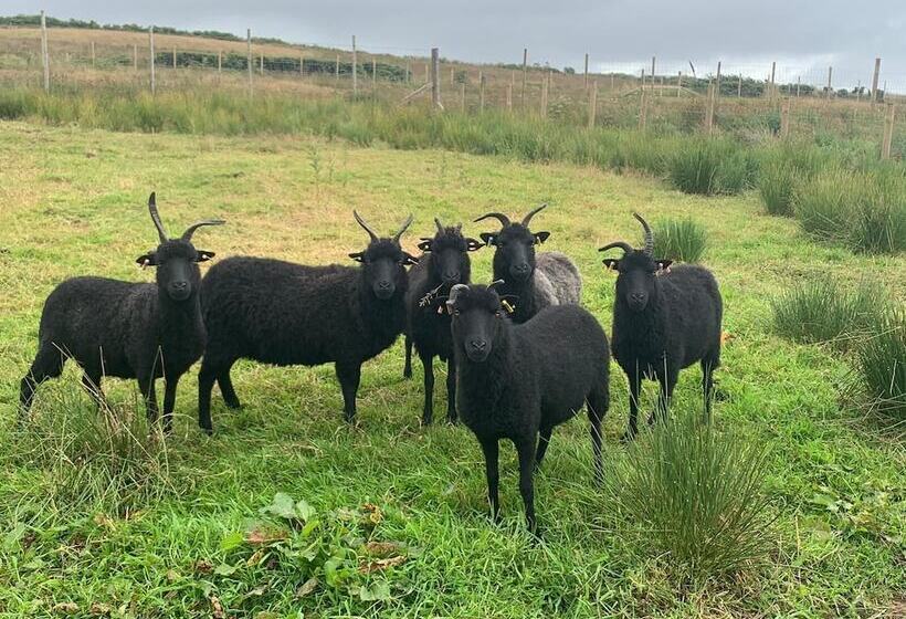 Sanda View Cottage Dog Friendly, Arran Scotland