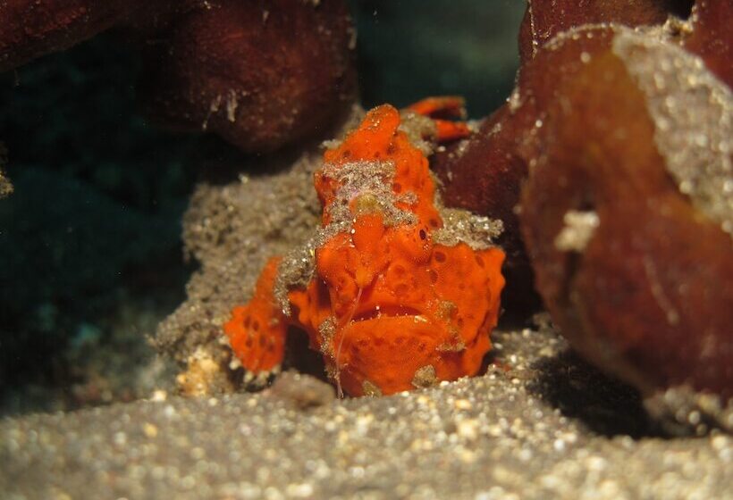 Abwonderdive Beach Resort