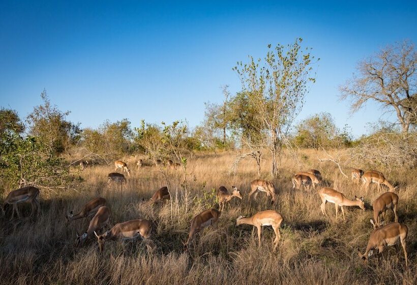 בית מלון כפרי Nkuhlu Tented Camp