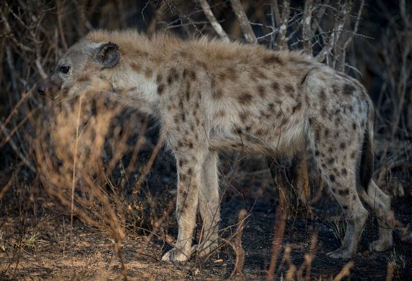 בית מלון כפרי Nkuhlu Tented Camp
