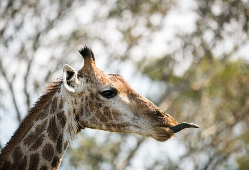 בית מלון כפרי Nkuhlu Tented Camp