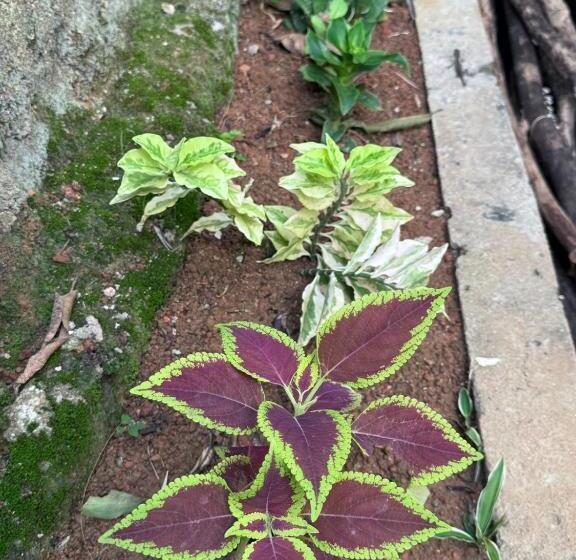 פנסיון Green Nature