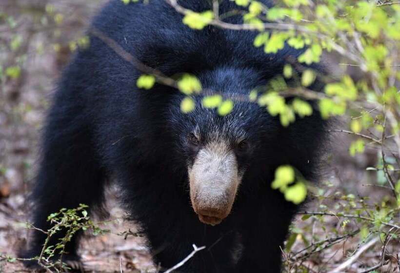 Yala Hotel Lion Air Conditioned Luxury