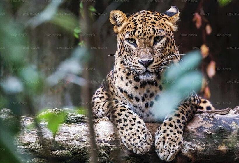 Yala Hotel Lion Air Conditioned Luxury