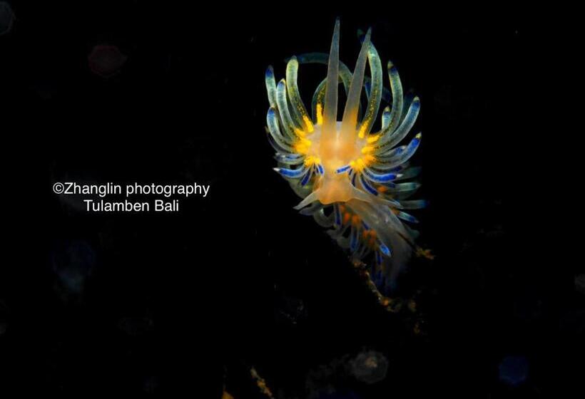 בית מלון כפרי Alba Tulamben