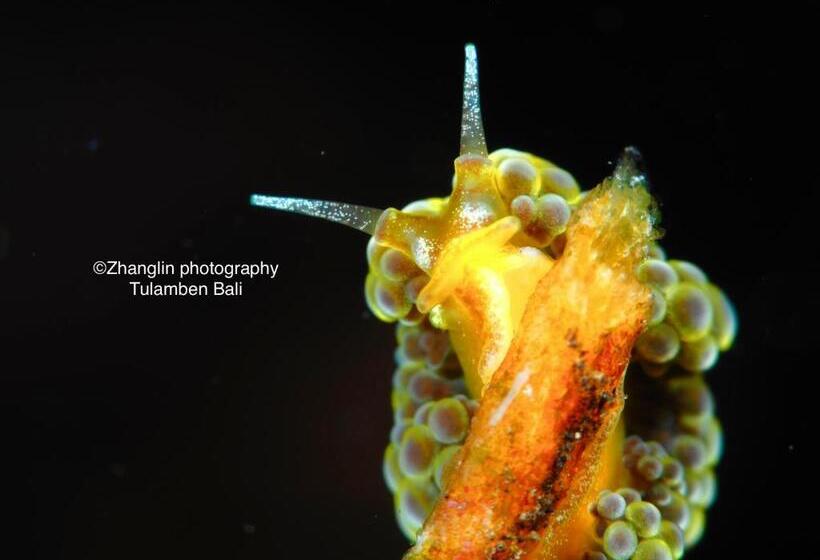 בית מלון כפרי Alba Tulamben