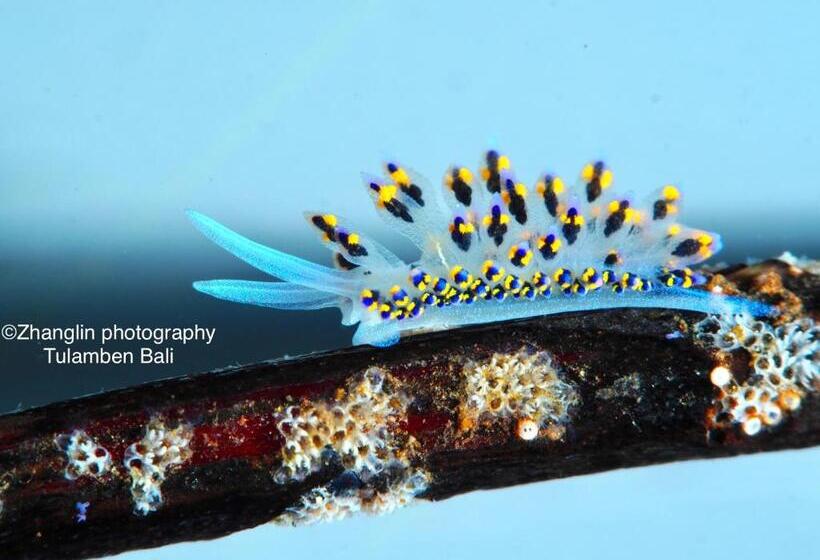 בית מלון כפרי Alba Tulamben