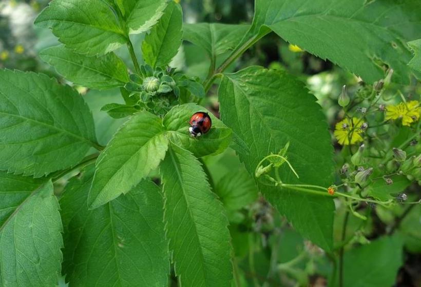 استراحتگاه Beauty Monroe B&b 可包棟 150吋投影 唱歌 夏日玩水 烤肉 電動麻將