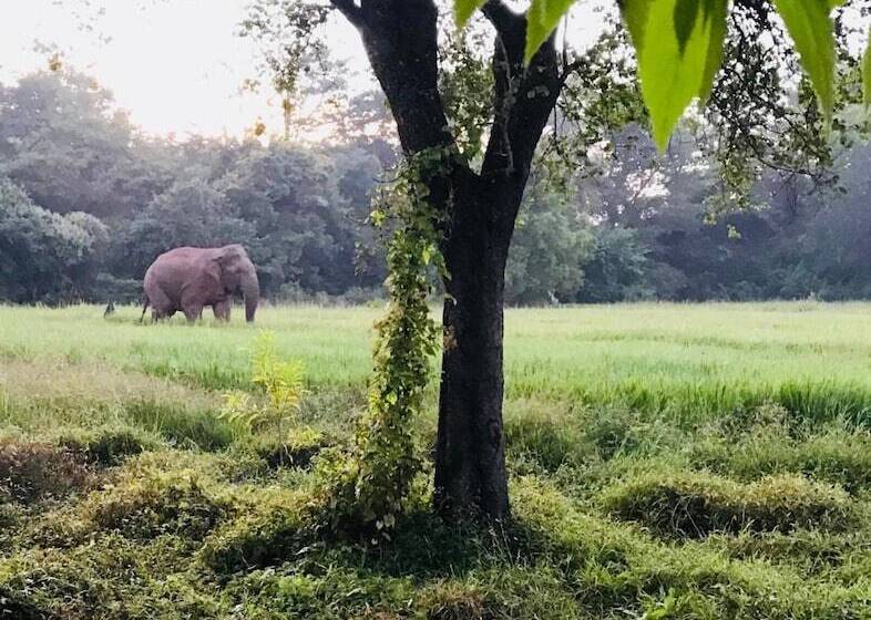 ホテル Sunshine Resort & Spa Sigiriya