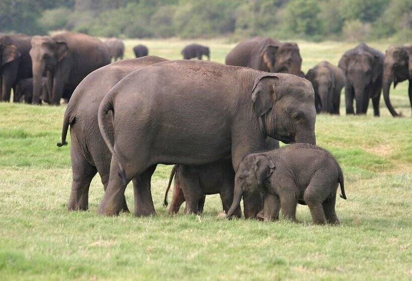 Отель Sunshine Resort & Spa Sigiriya