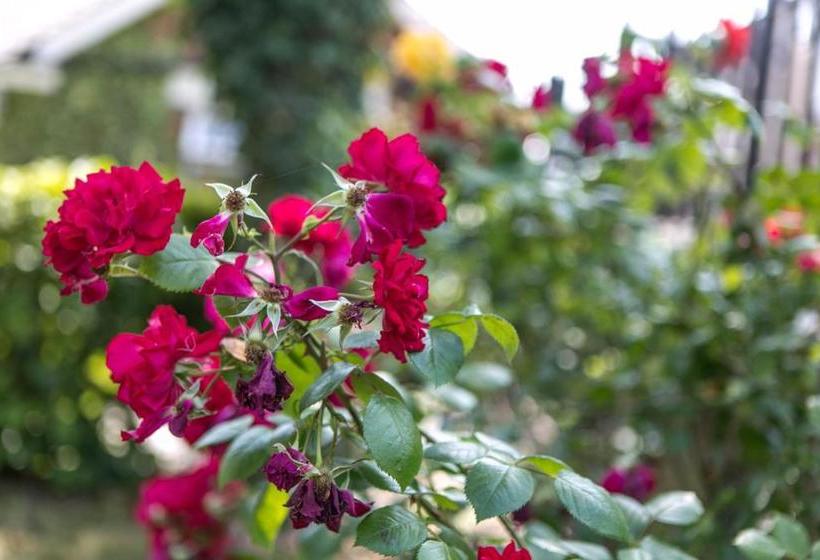 住宿加早餐  Hayesbank