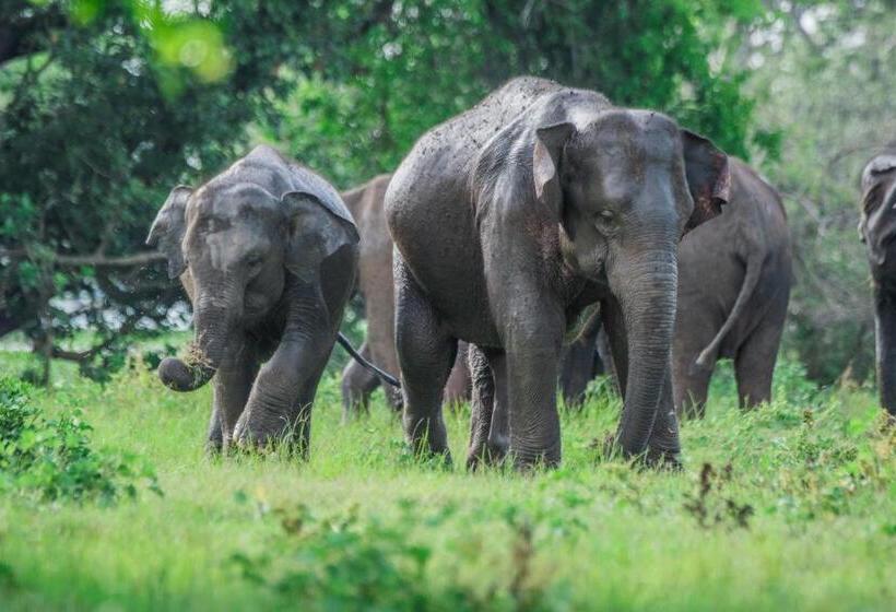 住宿加早餐 Lakmal Homestay ,10 Minutes To Sigiriya Rock