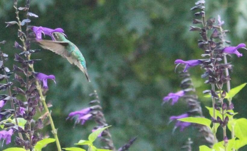 La Ignacia Bed And Breakfast