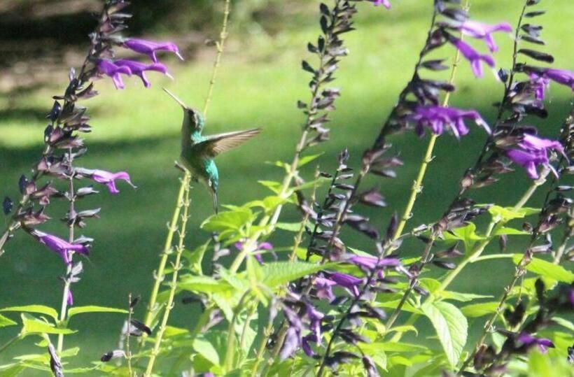 La Ignacia Bed And Breakfast