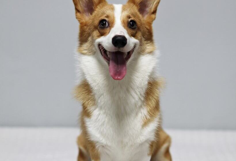 مُتل 9st Traveltel