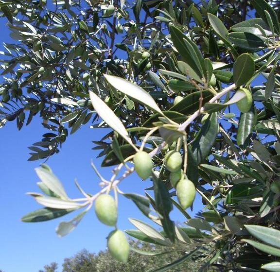 Общежитие Hostal Los Encinares