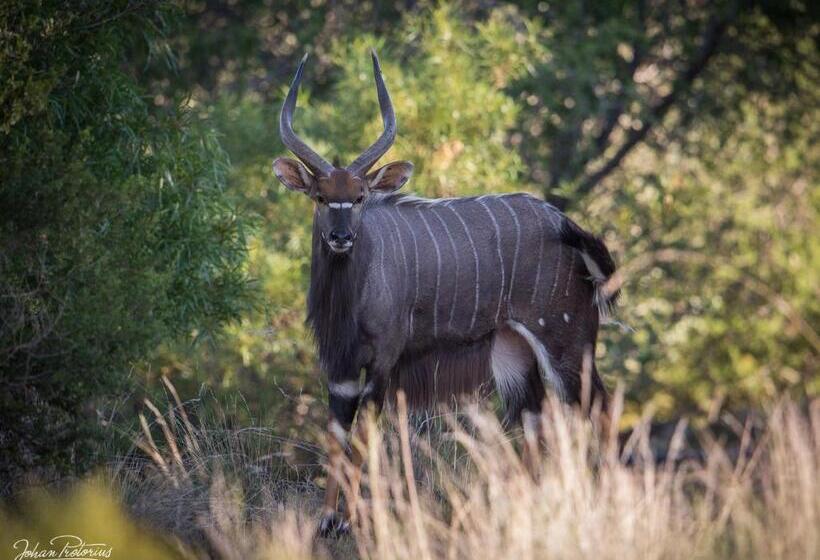 فندق The Royal Fischer