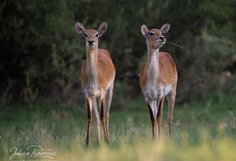 فندق The Royal Fischer
