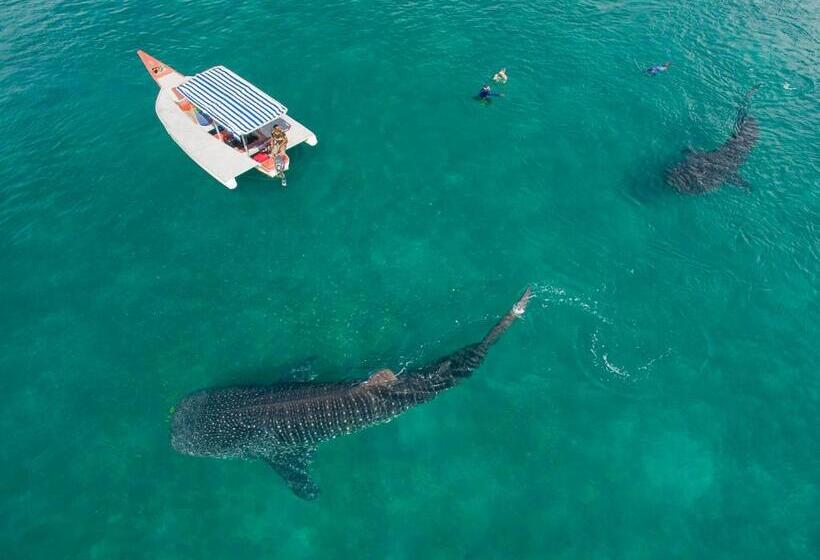 مبيت وإفطار Ibizza Inn