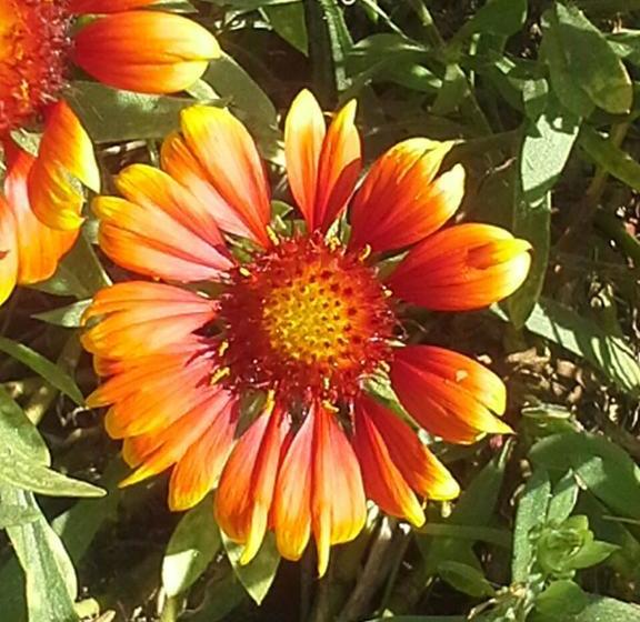 Bed and Breakfast Los Azahares