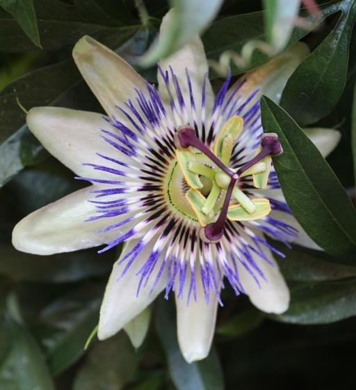 Bed and Breakfast Renville Oast