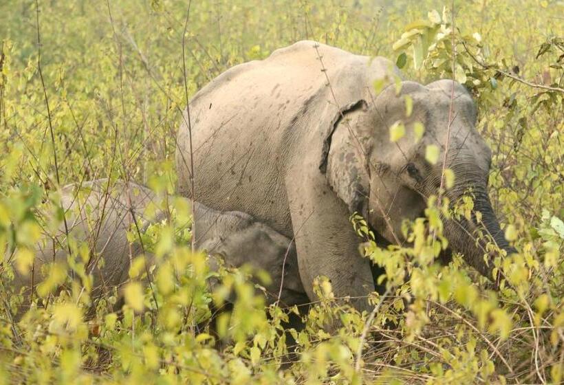 Acorn Hideaway Resort & Spa