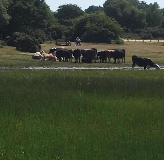 住宿加早餐  Durlston House