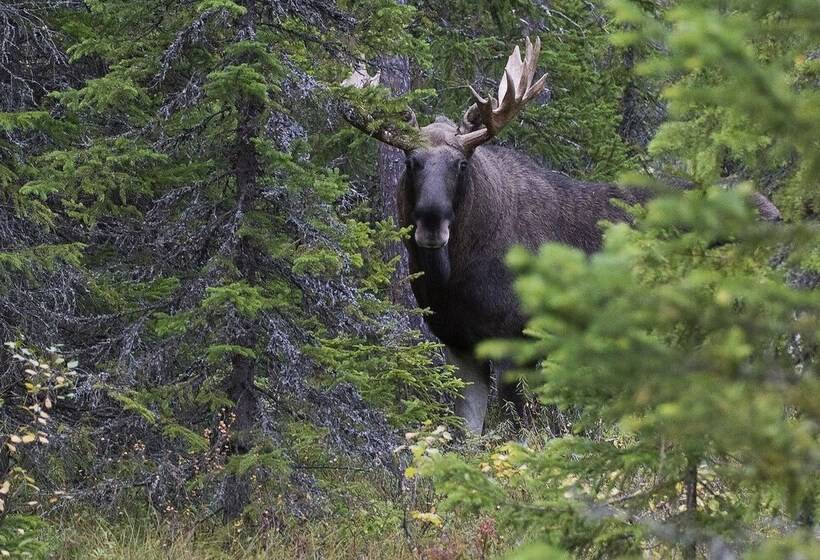 호텔 Aateli Hillside