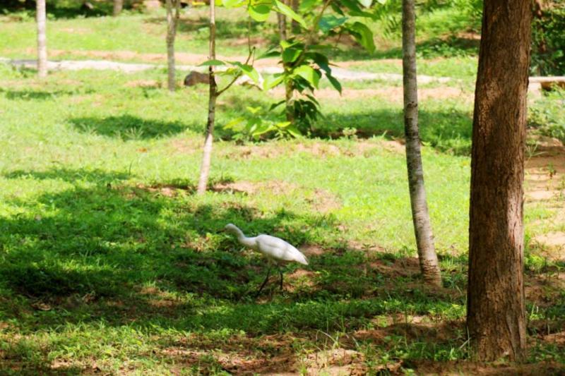 호텔 Lavish Eco Jungle