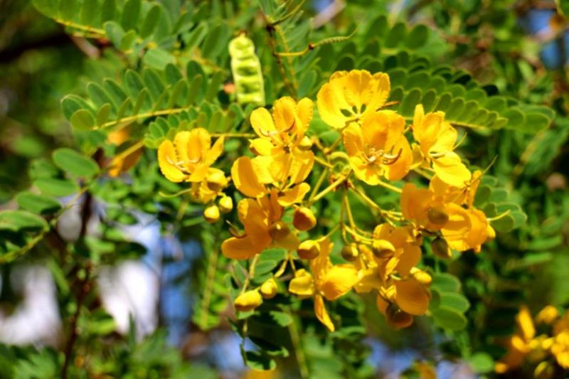 호텔 Lavish Eco Jungle