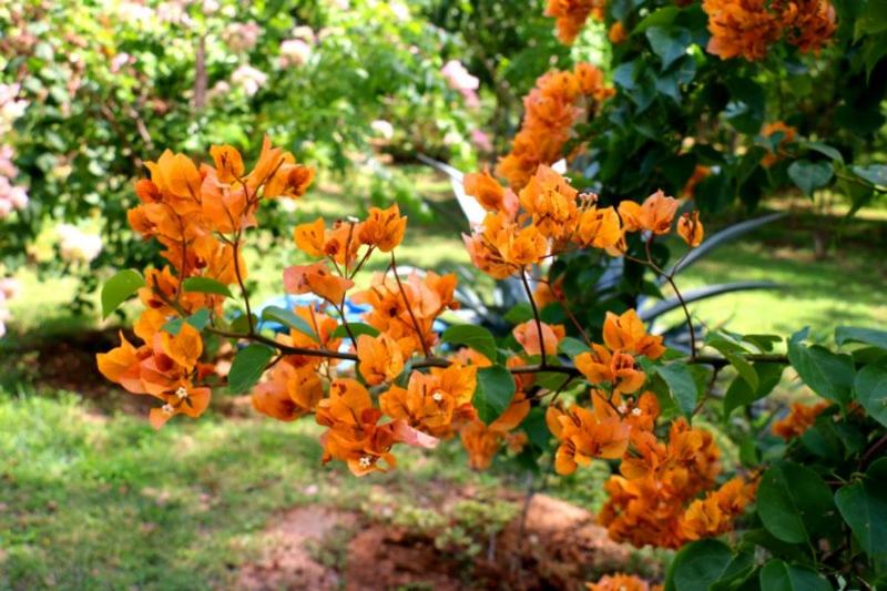 호텔 Lavish Eco Jungle