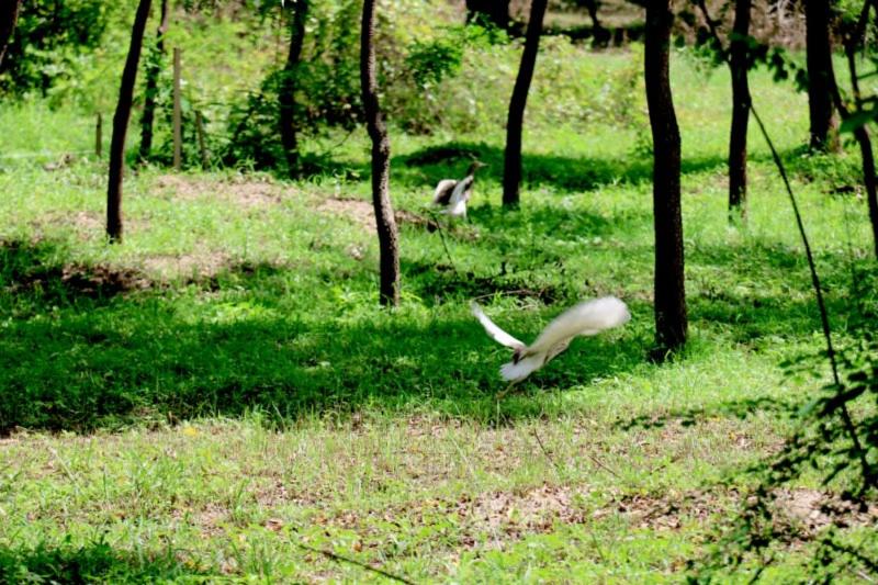 호텔 Lavish Eco Jungle