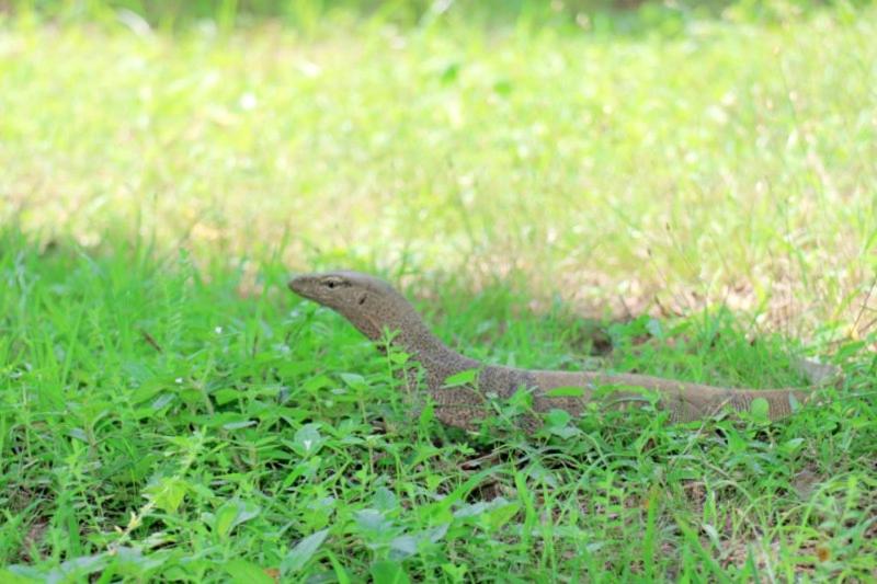 호텔 Lavish Eco Jungle