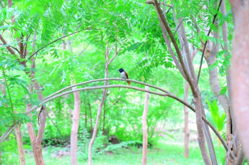 호텔 Lavish Eco Jungle