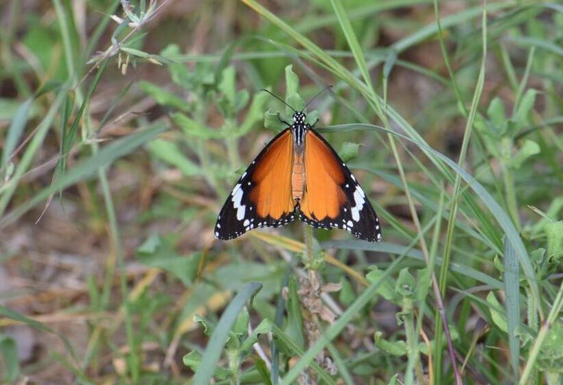 호텔 Lavish Eco Jungle