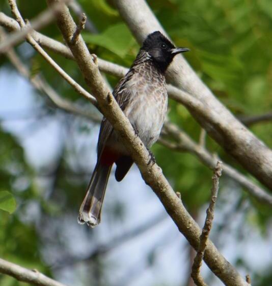 호텔 Lavish Eco Jungle