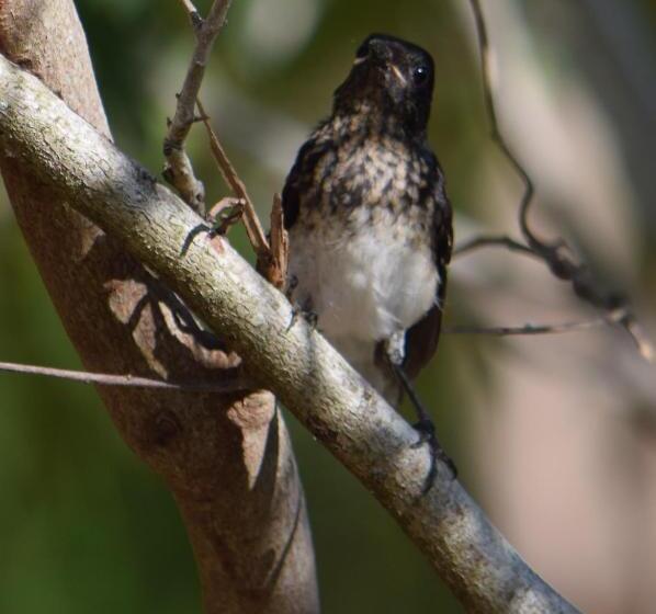 호텔 Lavish Eco Jungle