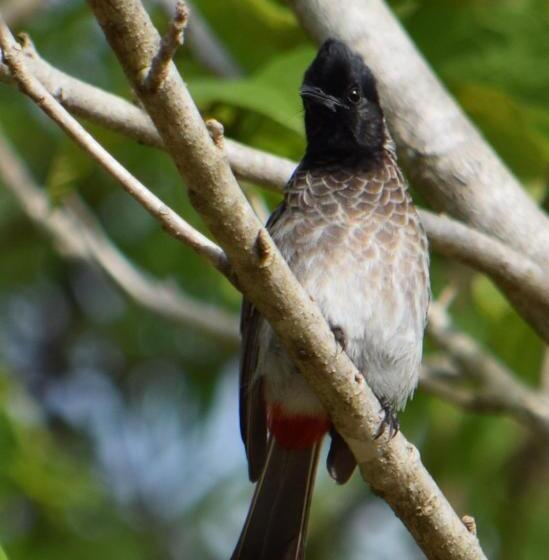 호텔 Lavish Eco Jungle