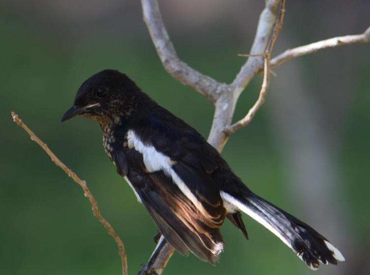 호텔 Lavish Eco Jungle