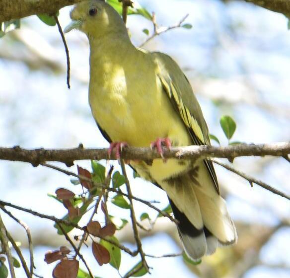 호텔 Lavish Eco Jungle