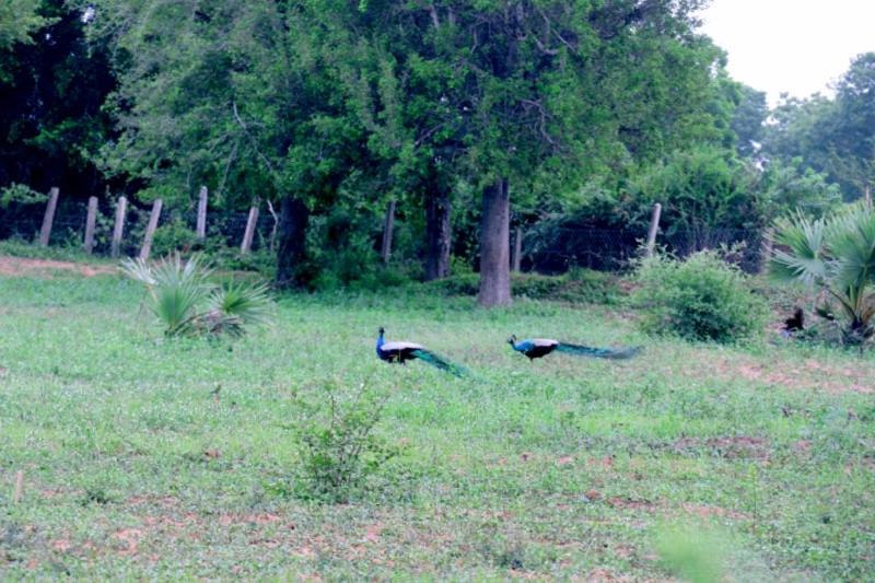 호텔 Lavish Eco Jungle