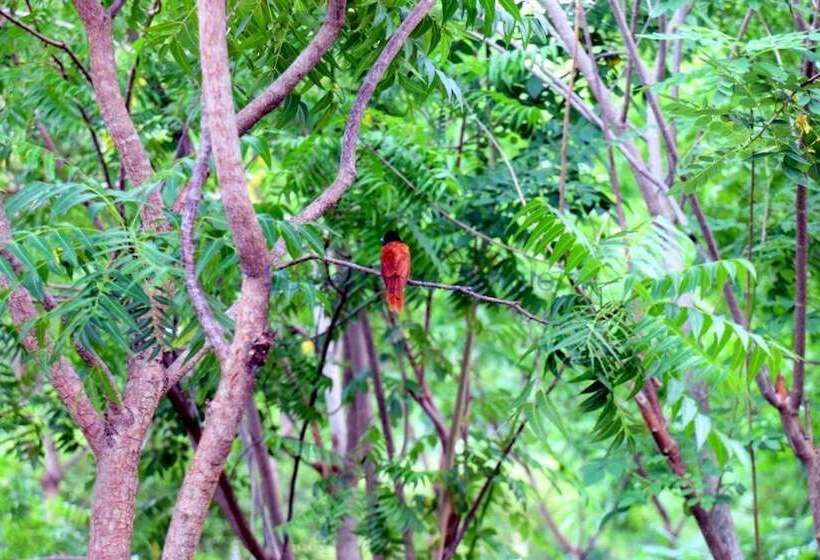 호텔 Lavish Eco Jungle