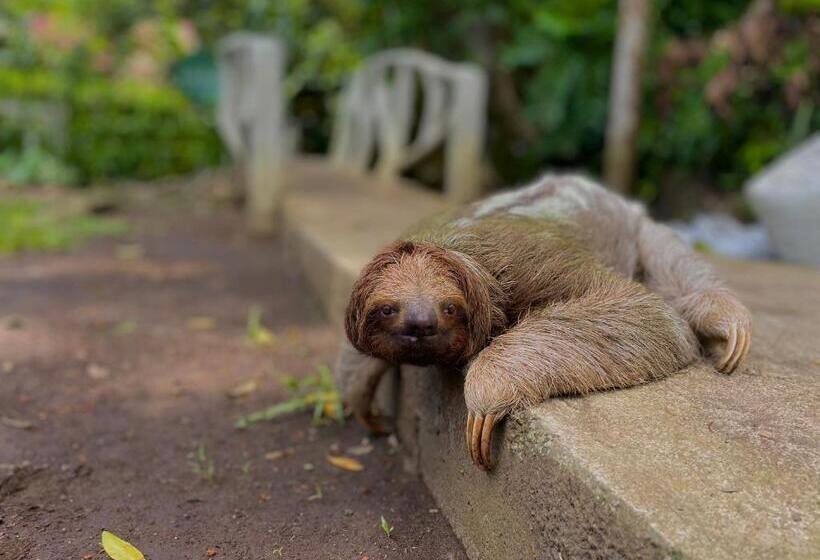 Los Amigos Jungle Hotel Tortuguero